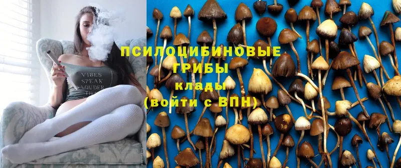 Галлюциногенные грибы Psilocybine cubensis  Пучеж 